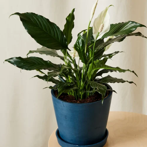 Peace Lily