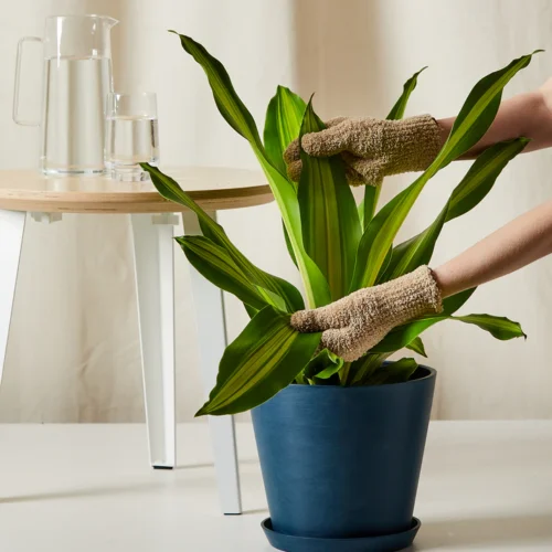 Dracaena Golden Heart