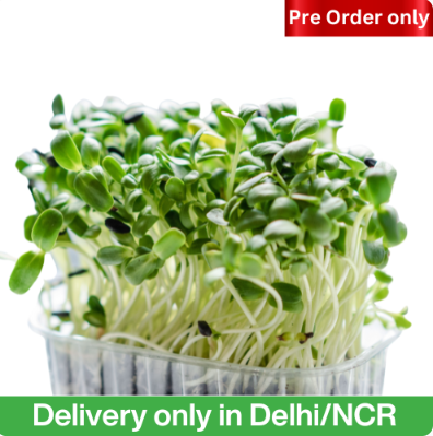 Organic Mustard Microgreens - 1 Tray