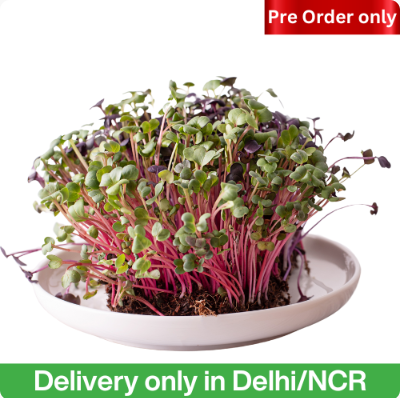 Organic Pink Radish Microgreens - 1 Tray